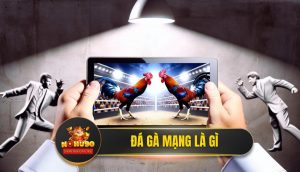 Đá gà mạng là gì? Bật mí A-Z mọi bí mật từ chuyên gia NOHU90